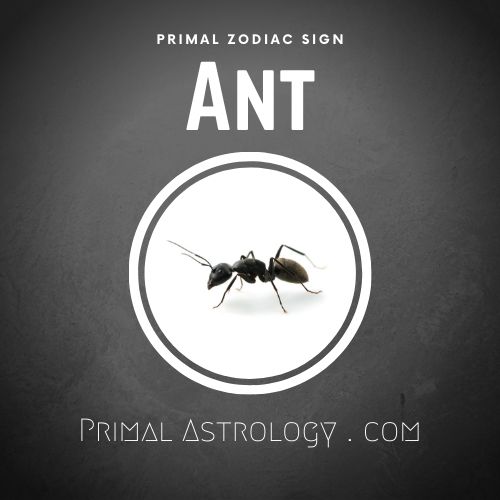 Primal Zodiac Sign of Ant