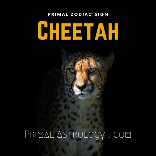 Primal Zodiac Sign of Cheetah
