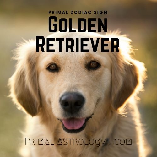 Primal Zodiac Sign of Golden Retriever
