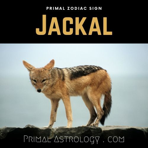 Primal Zodiac Sign of Jackal