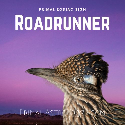 Primal Zodiac Sign of Roadrunner
