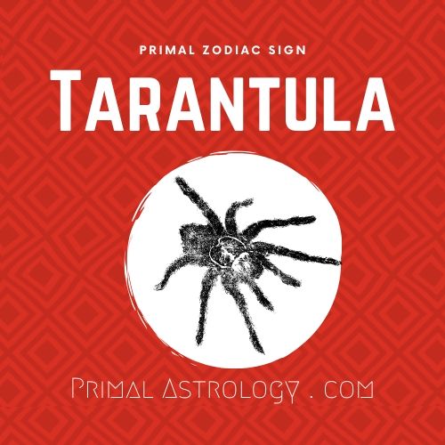 Primal Zodiac Sign of Tarantula