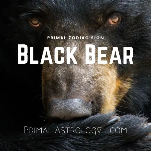 Primal Zodiac Sign of Black Bear