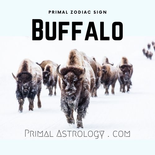 Primal Zodiac Sign of Buffalo