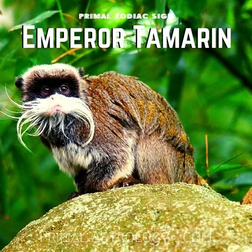 Primal Zodiac Sign of Emperor Tamarin