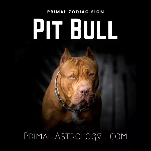 Primal Zodiac Sign of Pit Bull