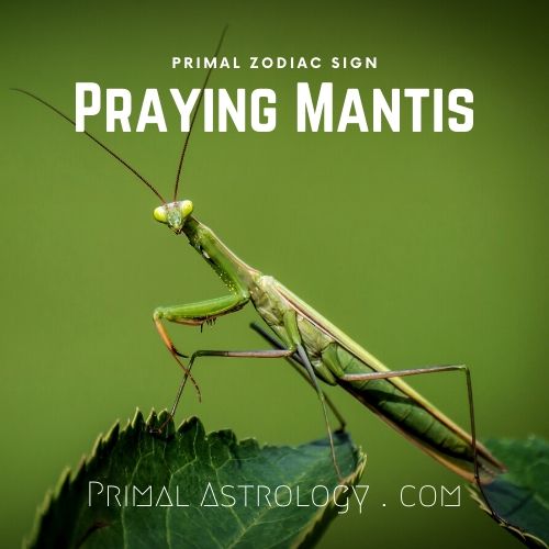 Primal Zodiac Sign of Praying Mantis