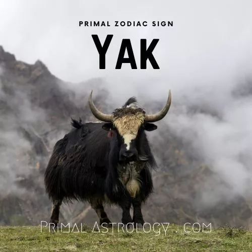 Primal Zodiac Sign of Yak